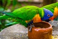 Closeup of a rainbow lorikeet eating from a feeding bowl, bird diet, Tropical animal specie from Australia Royalty Free Stock Photo