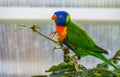Closeup of a rainbow lorikeet in a tree, colorful tropical bird specie from australia Royalty Free Stock Photo