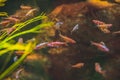 Closeup of rainbow shiner fish in the aquarium. Notropis chrosomus. Royalty Free Stock Photo