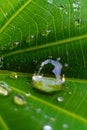 Closeup of raindrop on fresh green leaves after rain. Royalty Free Stock Photo