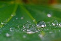 Closeup of raindrop on fresh green leaves after rain. Royalty Free Stock Photo