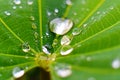 Closeup of raindrop on fresh green leaves after rain. Royalty Free Stock Photo