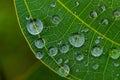 Closeup of raindrop on fresh green leaves after rain. Royalty Free Stock Photo