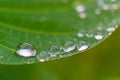 Closeup of raindrop on fresh green leaves after rain. Royalty Free Stock Photo