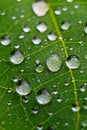 Closeup of raindrop on fresh green leaves after rain. Royalty Free Stock Photo