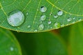 Closeup of raindrop on fresh green leaves after rain. Royalty Free Stock Photo