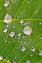 Closeup of raindrop on fresh green leaves after rain. Royalty Free Stock Photo