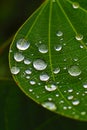 Closeup of raindrop on fresh green leaves after rain. Royalty Free Stock Photo