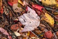 Raindrops on Autumn Maple Leaf Royalty Free Stock Photo