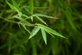 raindrops on bamboo leaves Royalty Free Stock Photo