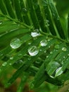 Closeup of raindrops  on a Dawn Redwood tree branch Royalty Free Stock Photo