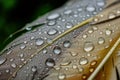 closeup of raindrops on feather leaves Royalty Free Stock Photo