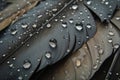 closeup of raindrops on feather leaves Royalty Free Stock Photo