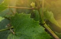 Closeup of raindrops on grape leaves Royalty Free Stock Photo