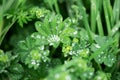 Closeup raindrops on the green leaf Royalty Free Stock Photo