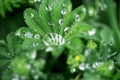 Closeup raindrops on the green leaf Royalty Free Stock Photo