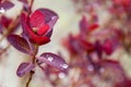 Closeup raindrops on red leaf Royalty Free Stock Photo