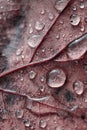 Closeup of raindrops on the red maple leaf Royalty Free Stock Photo