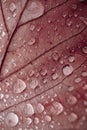 Closeup of raindrops on the red maple leaf Royalty Free Stock Photo