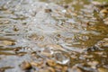 closeup of raindrops rippling in a fresh puddle