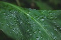 Closeup of raindrops on top of green leaves in a forest Royalty Free Stock Photo