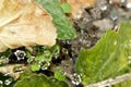 Closeup of raindrops in web Royalty Free Stock Photo