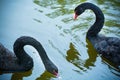 Closeup of a rair of black swan in the reflective lake Royalty Free Stock Photo