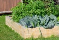 Raised garden bed with tomato and cabbage