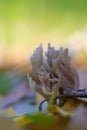 Closeup of the Ramaria pallida Fungus with autumn leaves on a ground