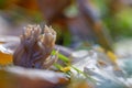 Closeup of the Ramaria pallida Fungus with autumn leaves on a ground