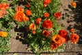 Closeup Ranunculus Buttercup Field Carlsbad Spring Royalty Free Stock Photo