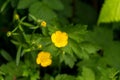 Closeup of the Ranunculus repens, the creeping buttercup. Royalty Free Stock Photo