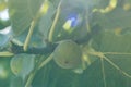 Closeup of Rape green fig growing on tree with beautiful leaves around in back light. Exotic fruit harvest. Horizontal