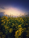 Closeup rapeseed field under sunset sky, vertical background. Land with yellow canola flowers in the evening. Spring farmland Royalty Free Stock Photo