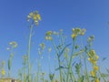 Closeup rapeseed yellow flowers plant or brassica napus with blue sky background in sun light. Royalty Free Stock Photo