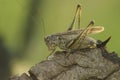 Closeup on the rare aand endangered Grey Bush-cricket, Platycleis albopunctata sitting on wood Royalty Free Stock Photo