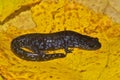 Closeup on the rare blue spotted mole salamander , Ambystoma laterale sitting on a yellow leaf