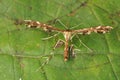 Closeup on the rare Breckland plume moth, Crombrugghia distans, sitting on a green leaf