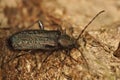 Closeup on the rare Callidium aeneum longhorn beetle sitting on wood