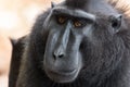 Closeup of rare Celebes crested macaque Macaca nigra Tangkoko National Park in North Sulawesi, Indonesia