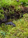 Closeup on the rare Chinese Yiwu salamander, Hynobius yiwuensis, endemic to Zhejiang, China on green moss