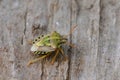 Closeup on the rare, colorful Mediterranean shieldbug, Antheminia absinthii, sitting on on wood Royalty Free Stock Photo