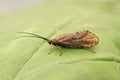 Closeup on a rare, dark brown caddisfly, Hagenella clathrata, sitting on a green leaf