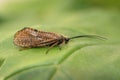 Closeup on a rare, dark brown caddisfly, Hagenella clathrata, sitting on a green leaf in the field