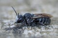 Closeup of a rare dark parasite bee called Stelis simillima from Gard, France