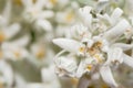 Closeup of a rare edelweiss flower