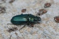 Closeup on the rare and endangered Blue stag beetle , Platycerus caraboides sitting on a piece of wood