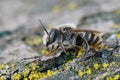 Closeup on a rare Mediterranean male red mason bee, Osmia rufohirta