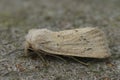 Closeup on the rare and pale colored Concolorous owlet moth, Photedes extrema sitting on wood Royalty Free Stock Photo