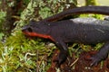 Closeup on a rare and protected Taricha rivularis, Red bellied newt sitting on moss